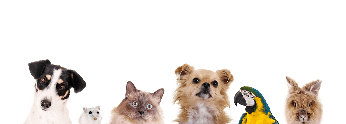 pet relocation company pet relocation company