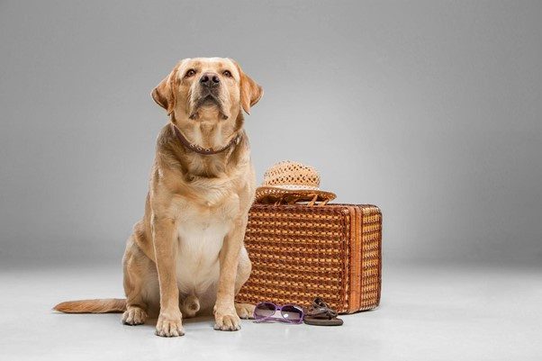 Pack a bag of your pet Pack a bag of your pet